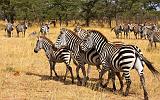 TANZANIA - Serengeti National Park - Lobo - 25